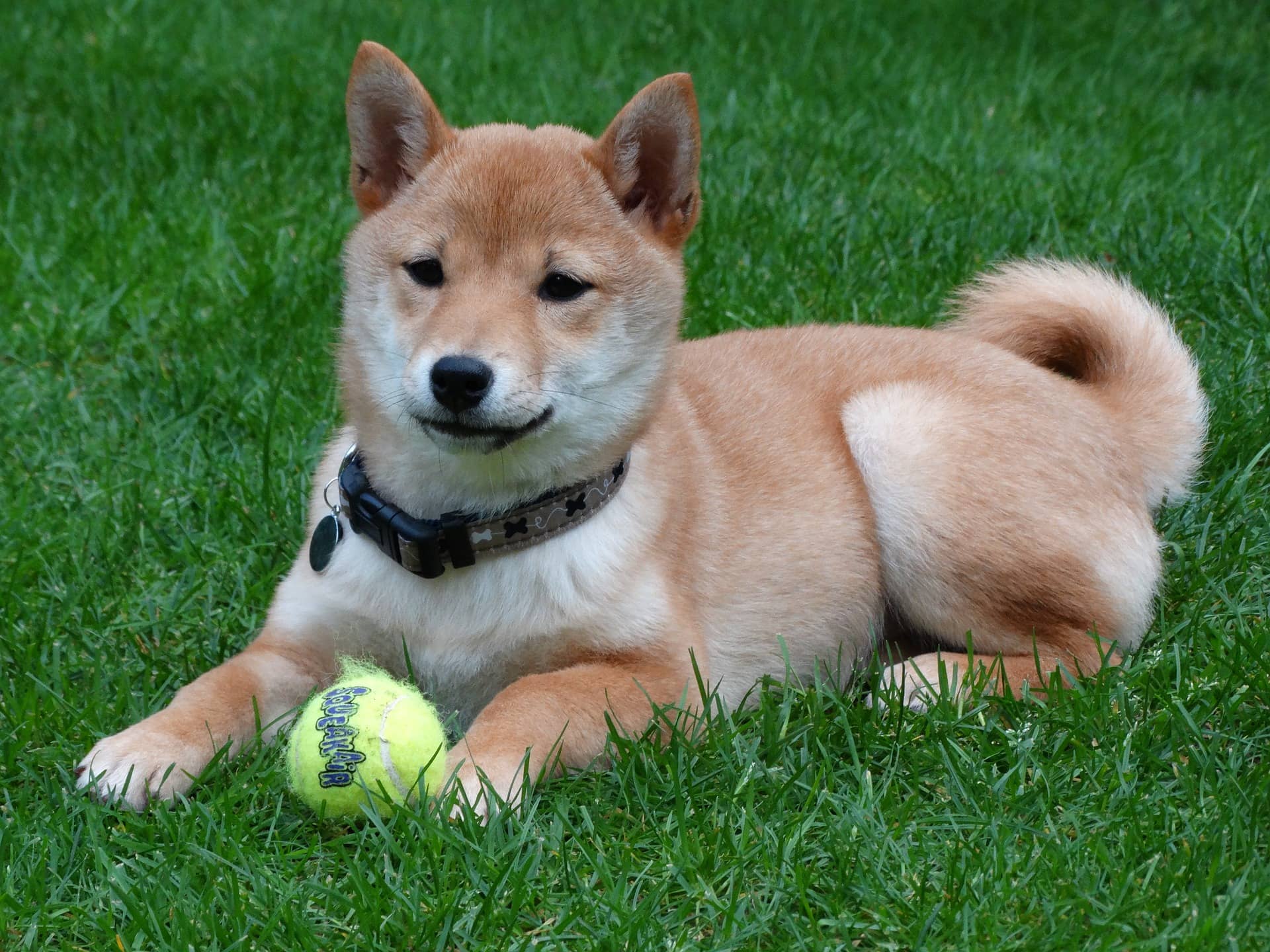 接受训练的幼年柴犬