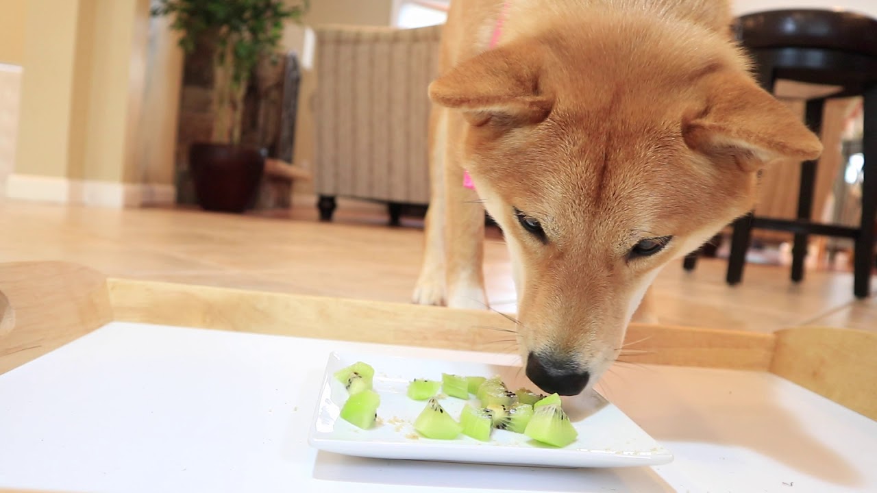 获得食物奖励的柴犬