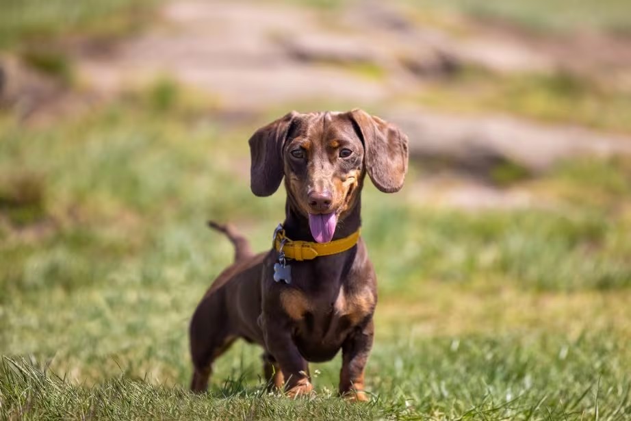 在野外获得的腊肠犬