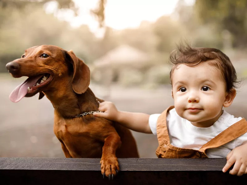 小孩与腊肠犬一起玩耍