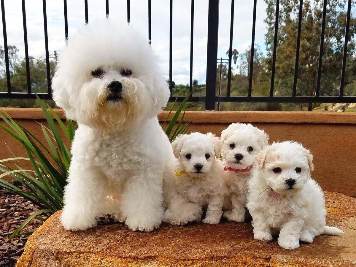 比熊犬妈妈与三只小比熊犬