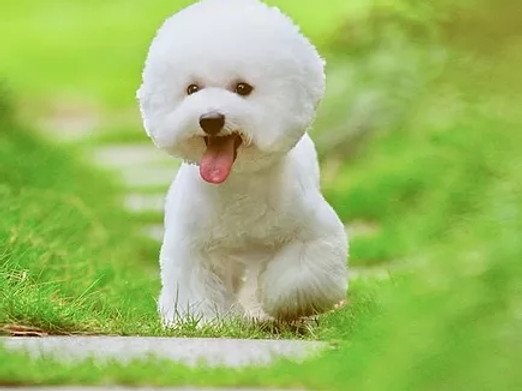比熊犬便秘怎么办？
