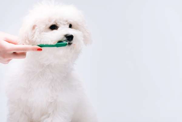 比熊犬是否需要专门的牙齿清洁？
