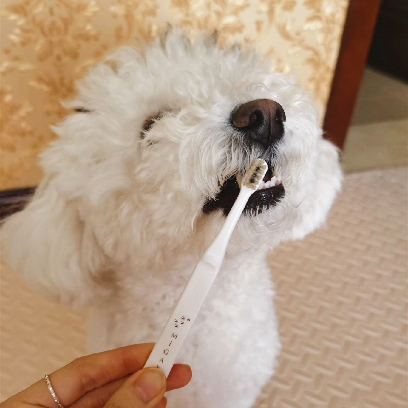 正在刷牙的比熊犬