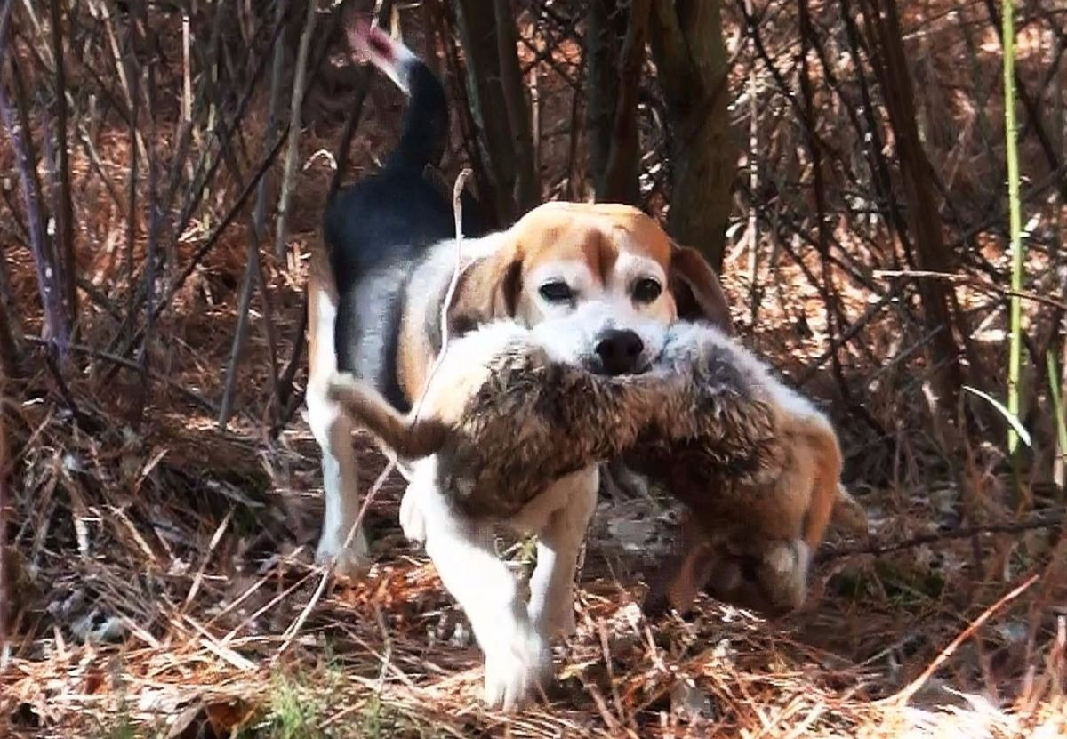 抓到兔子的比格犬