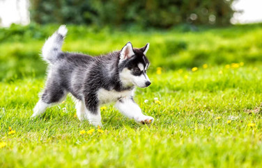 活泼好动的哈士奇幼犬