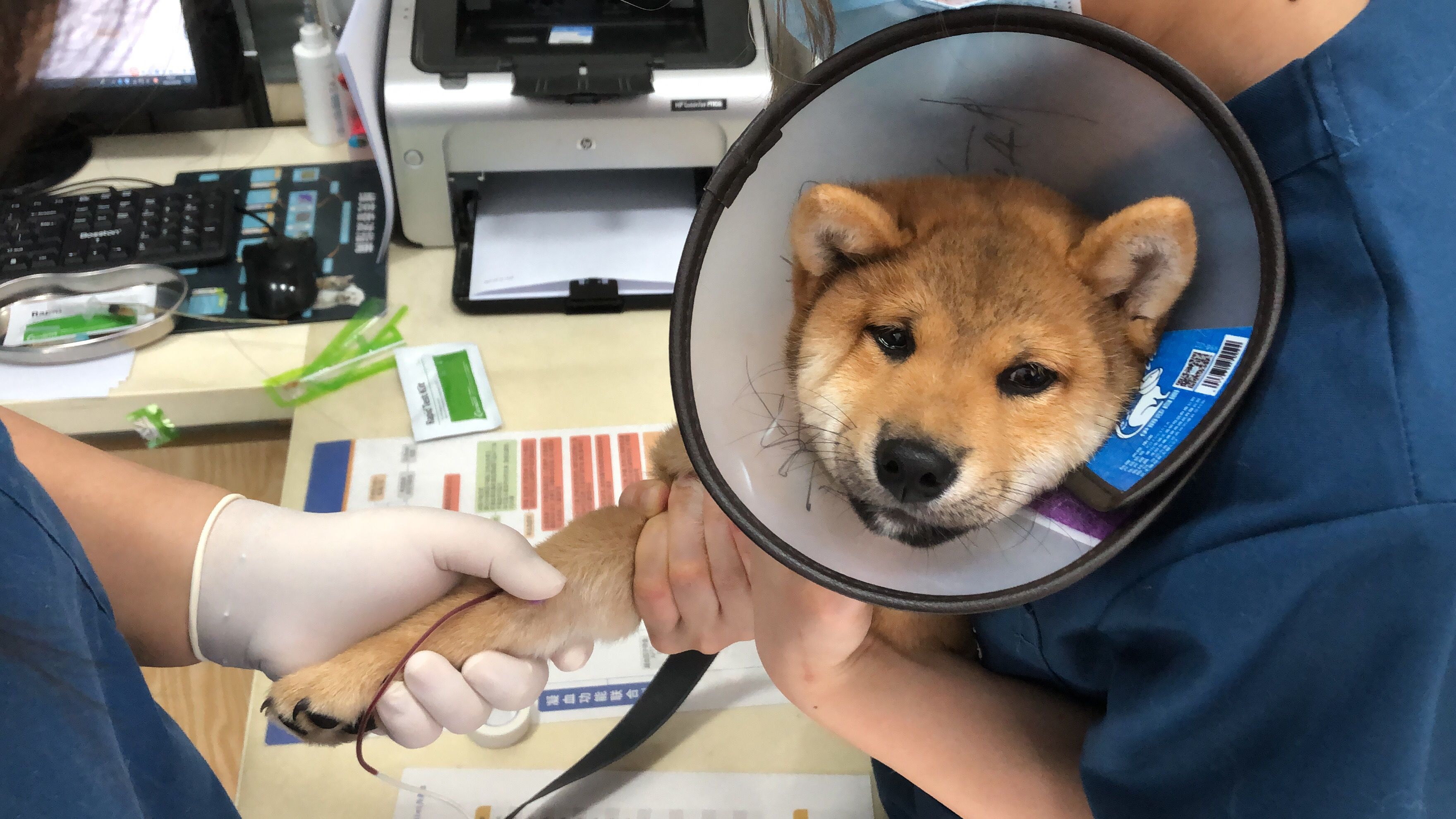 医生在给柴犬做身体健康检查
