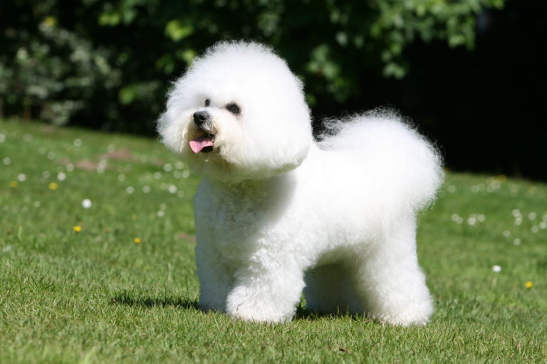 比熊犬训练方法有哪些？