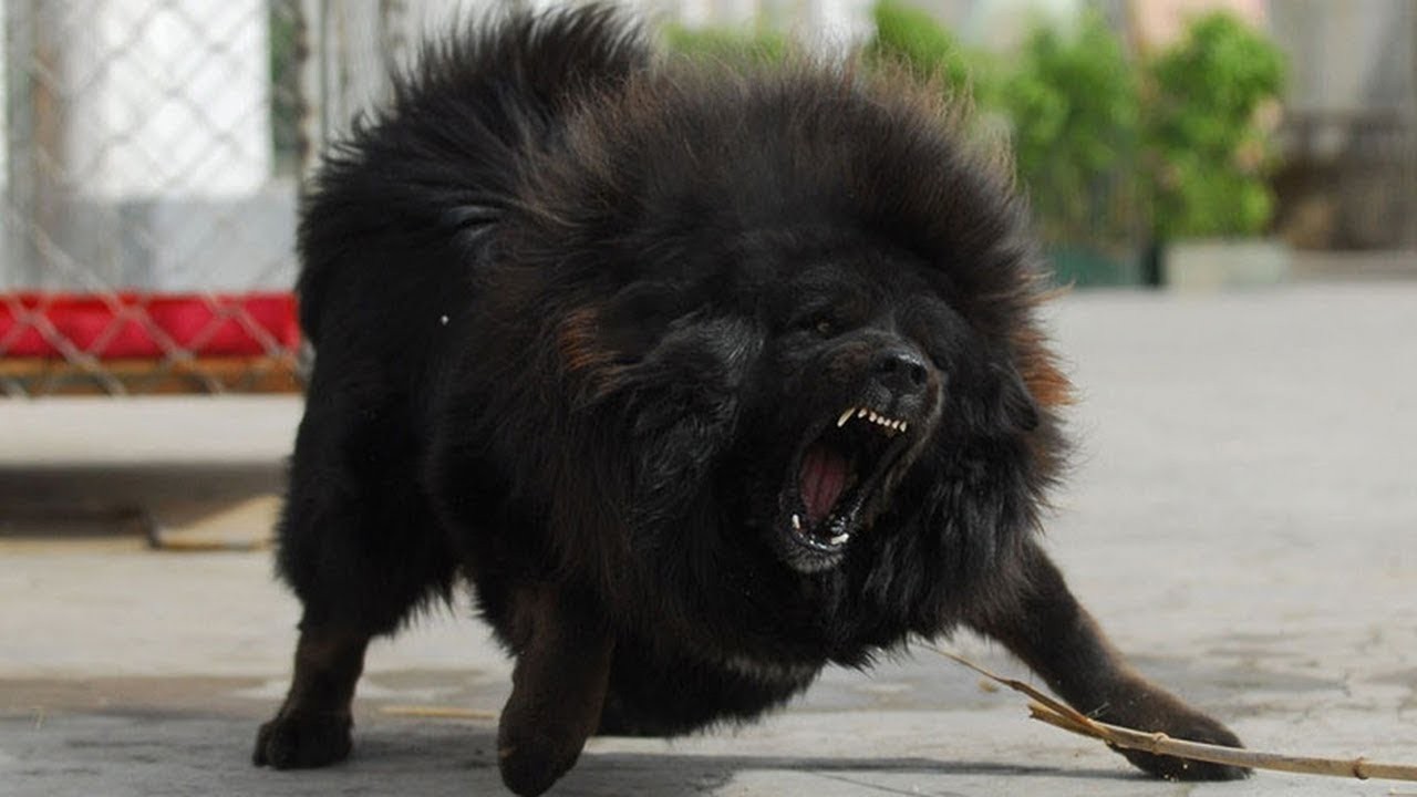 藏獒对主人的忠诚度如何？