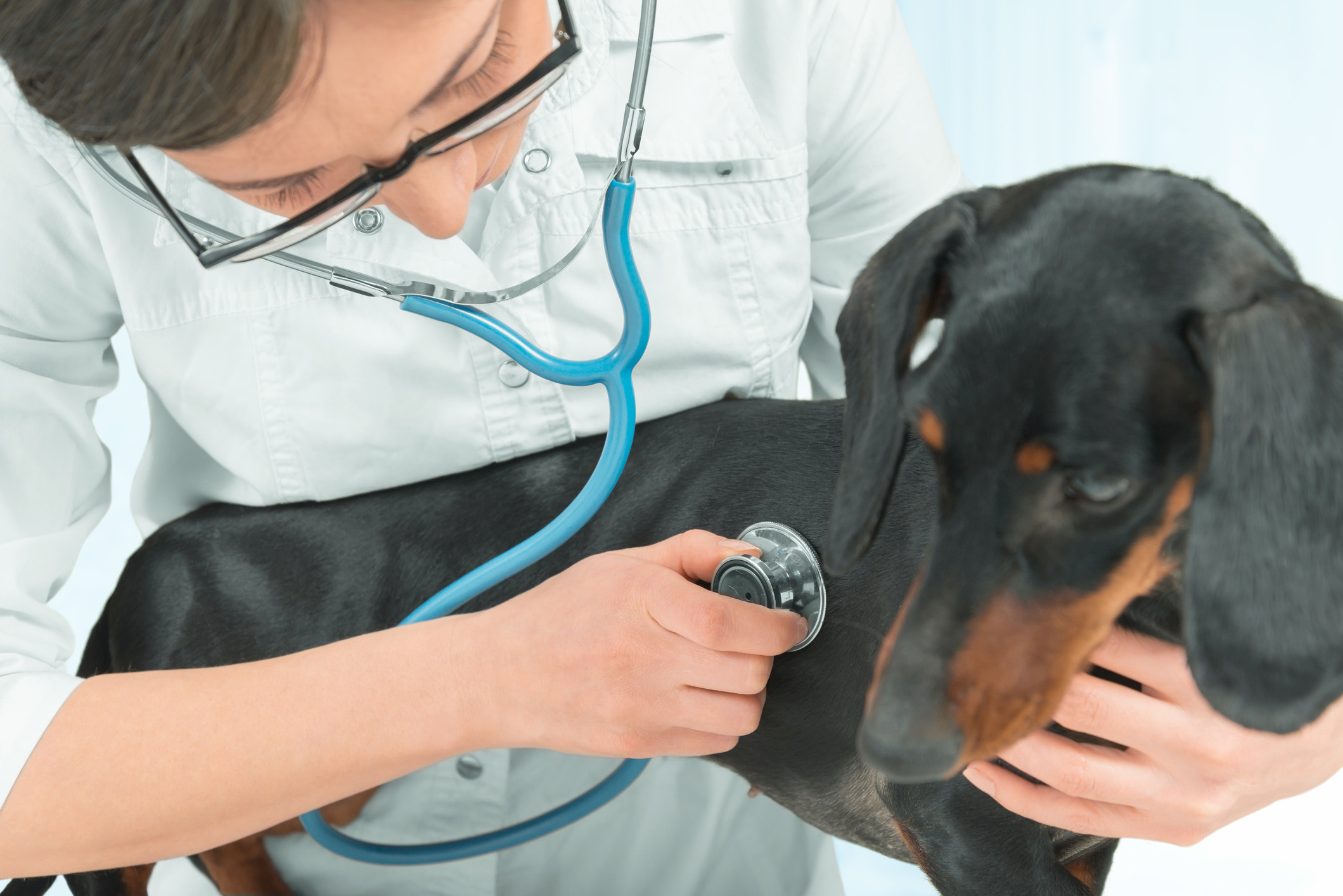 医生在对达克斯猎犬做身体检查