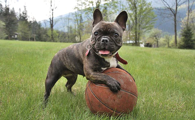 如何正确梳理法国斗牛犬的毛发？