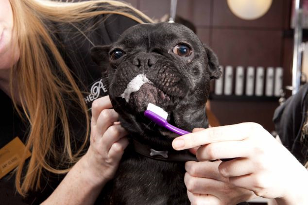 主人正在给斗牛犬清洁牙齿