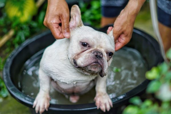 主人在给斗牛犬做梳理和洗澡前的准备