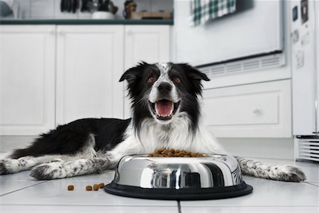 获得食物奖励的边境牧羊犬
