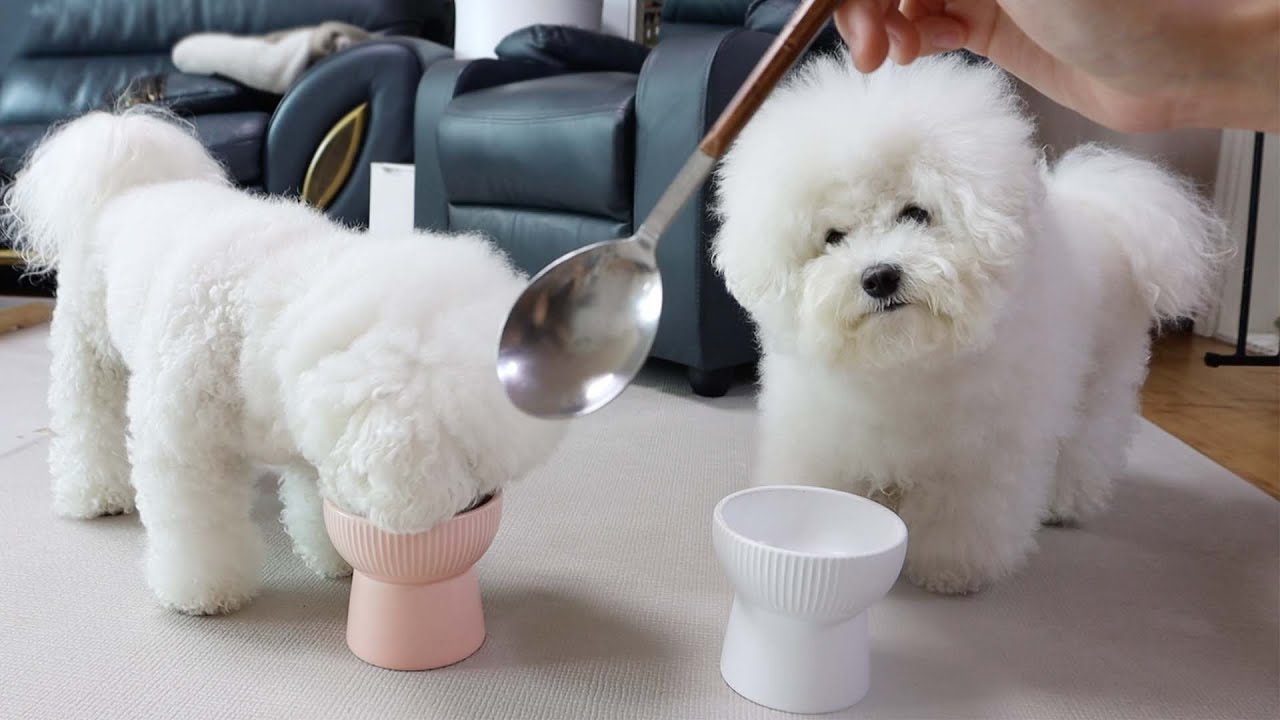 比熊犬需要补充什么营养？