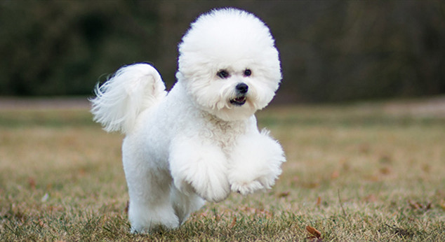 在户外运动的比熊犬
