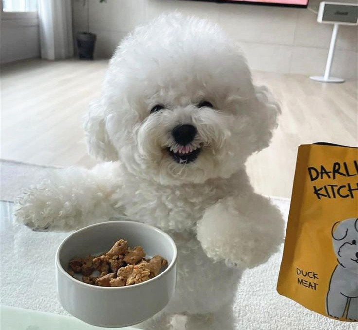 比熊犬与它的食物