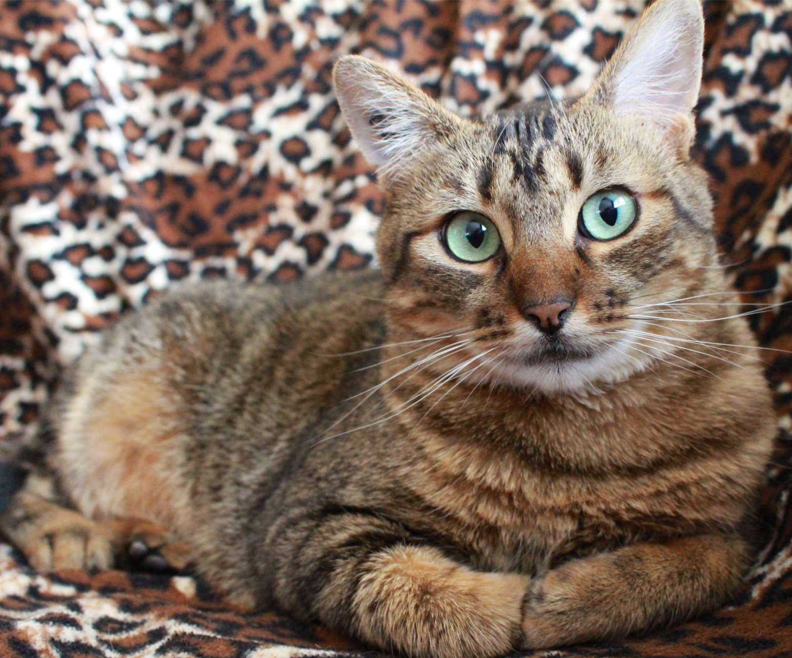 梳理毛发后的中华狸花猫