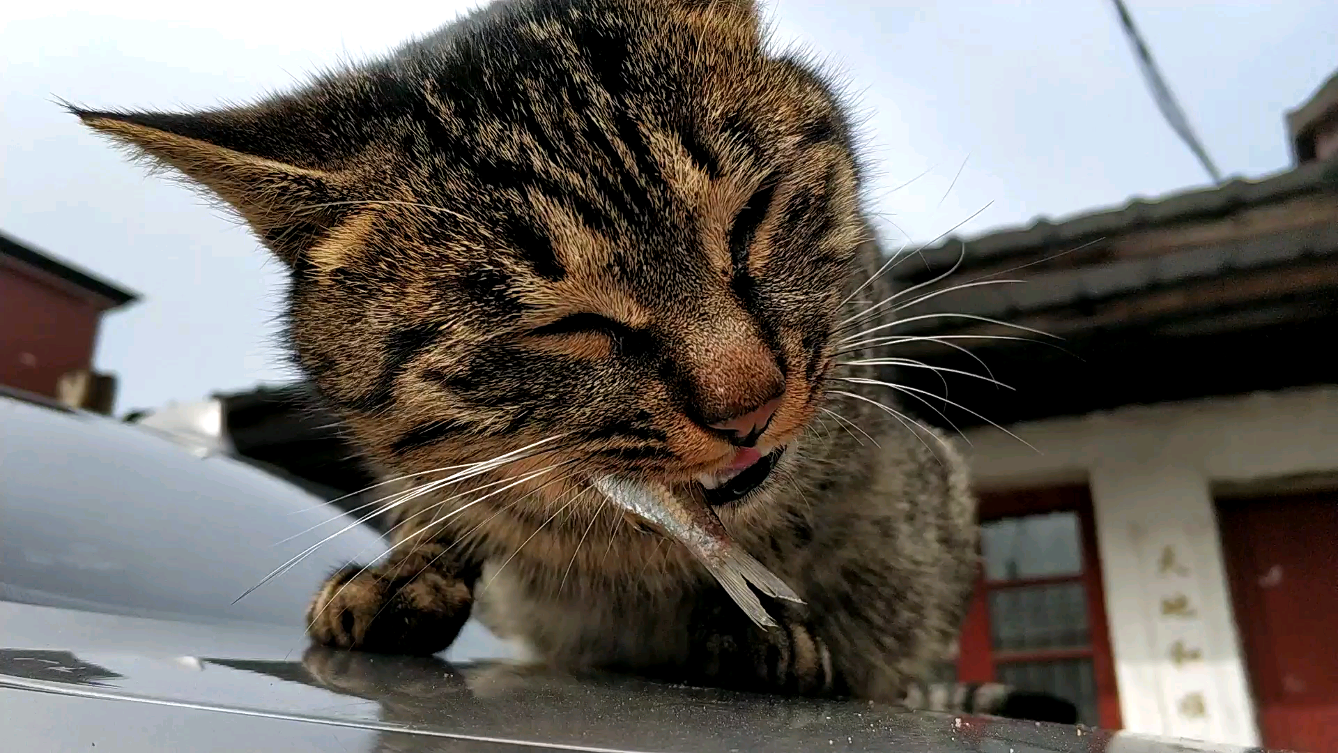 正在吃鱼的中华狸花猫