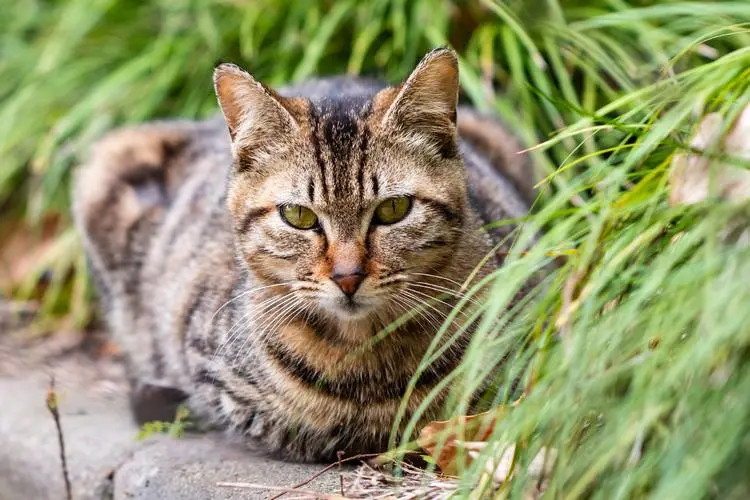 狸花猫怎么训练才听话？