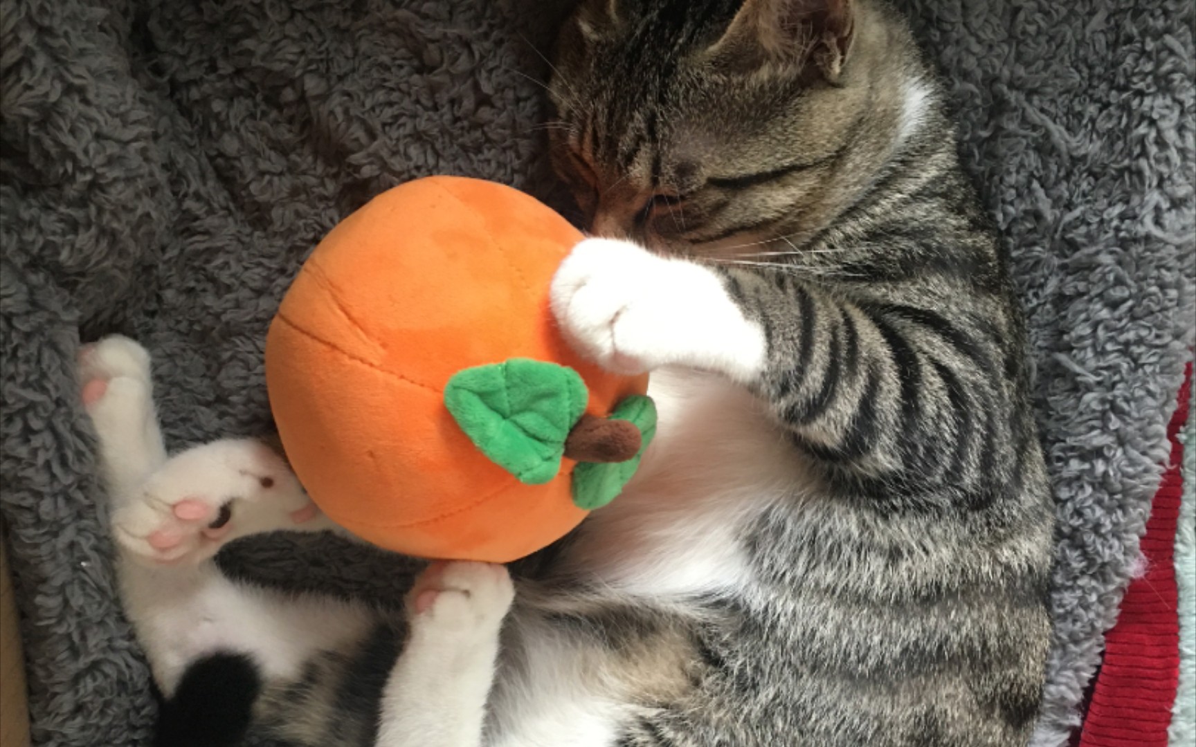 主人给狸花猫奖励了一个玩具球