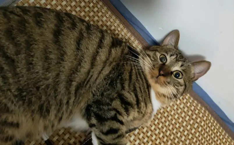 狸花猫两眼炯炯有神地望着主人