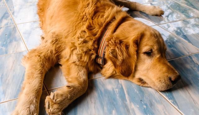 金毛犬拉肚子怎么办？