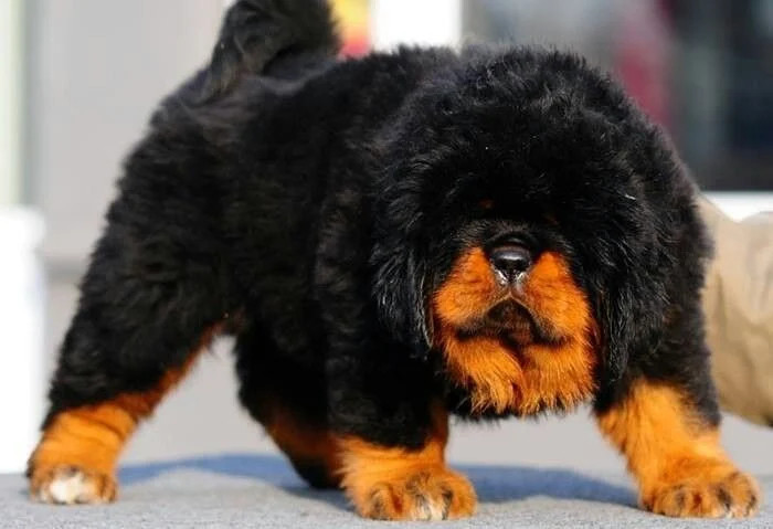 藏獒幼犬