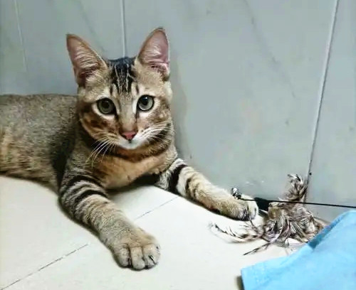 猫在玩毽子