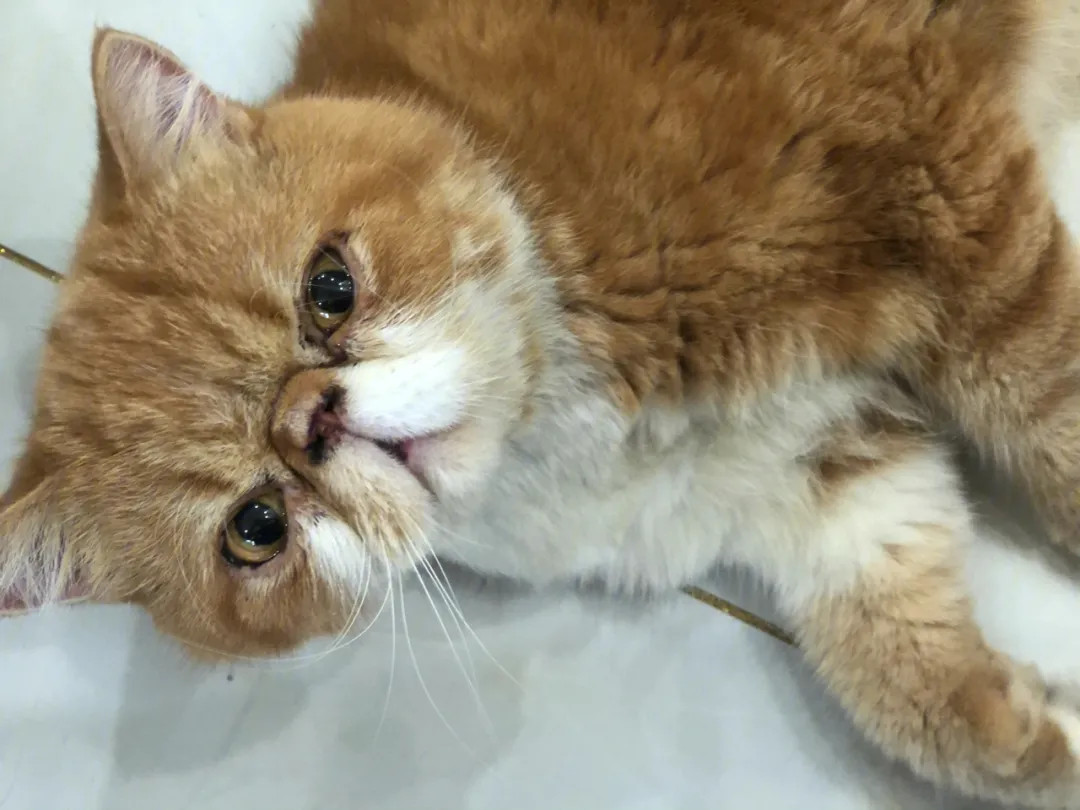 加菲猫的泪痕特别重怎么办？