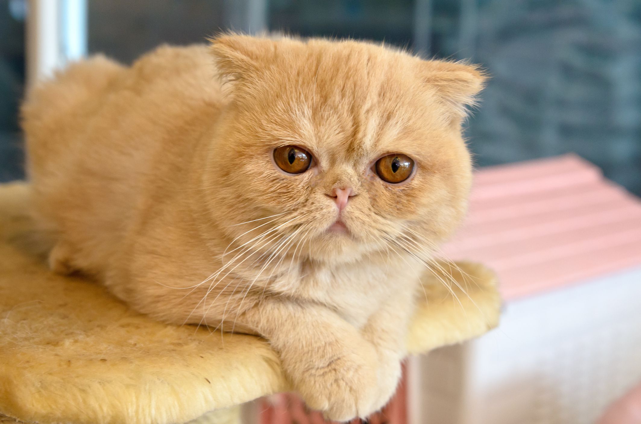 无聊时候的加菲猫
