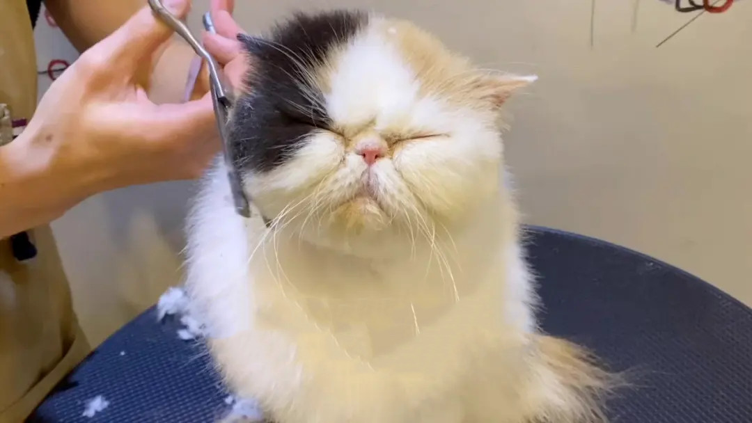 加菲猫需要剪毛吗？