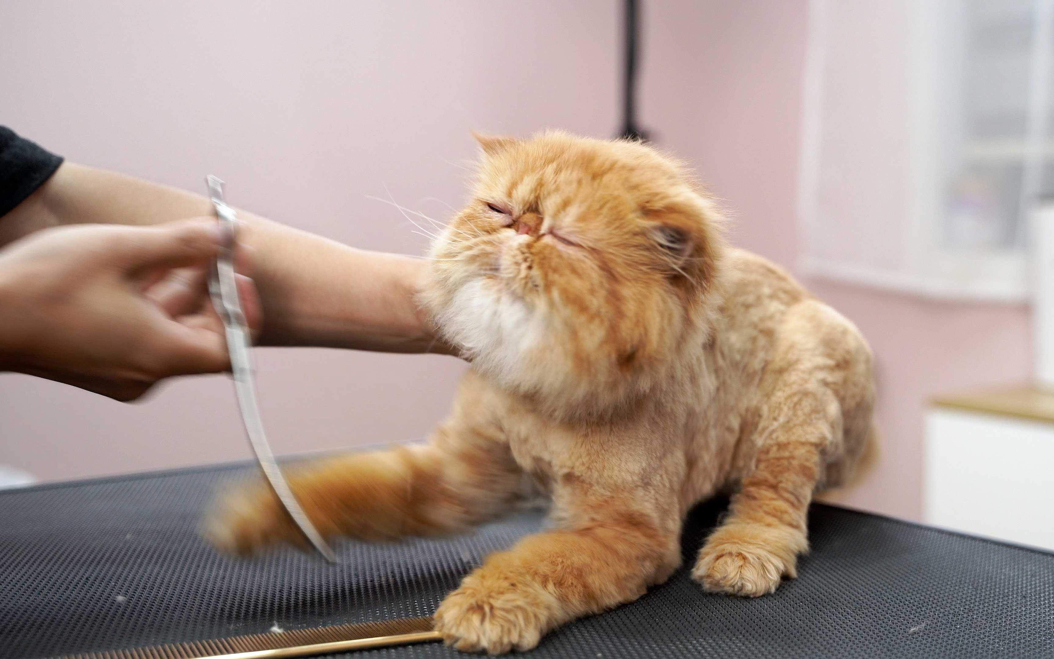接受剪发的加菲猫