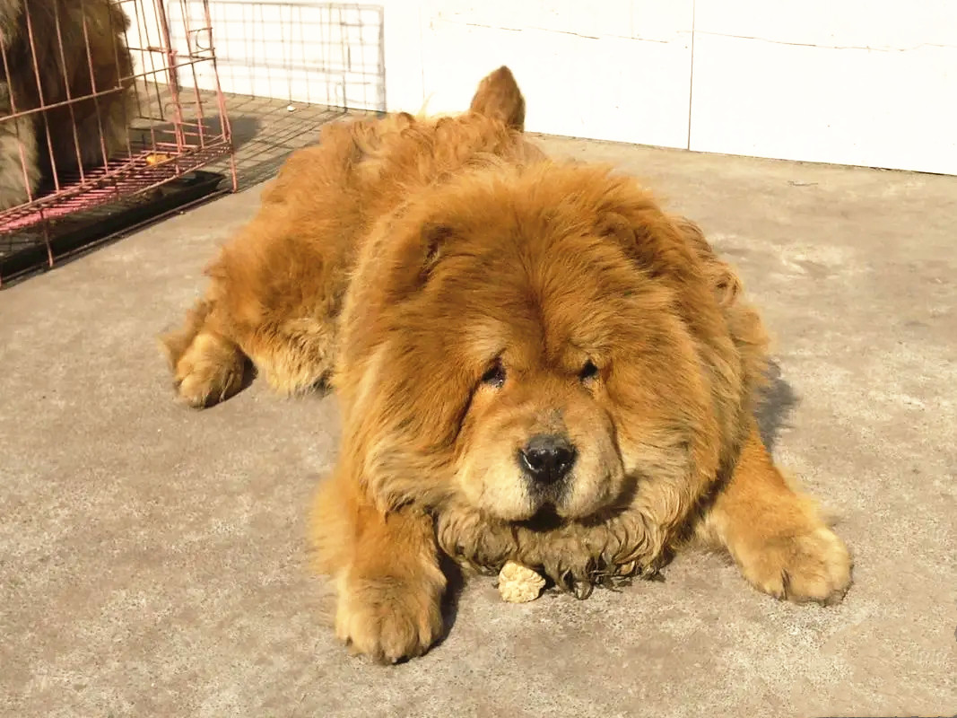 老年松狮犬临终前征兆有哪些？
