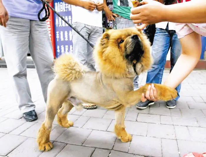 修剪毛发后的松狮犬