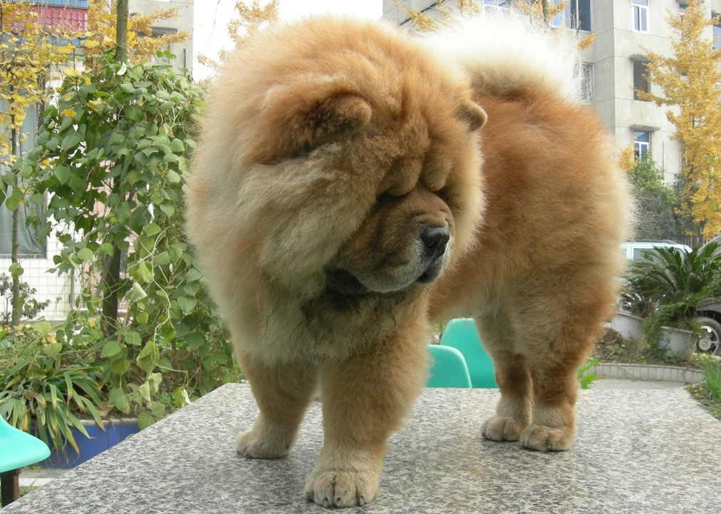 松狮犬拉稀有哪些原因？