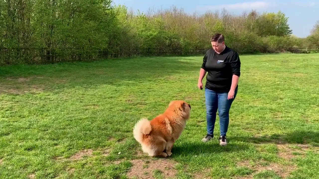 主人带着松狮犬外出锻炼