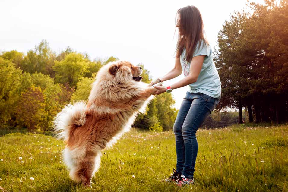 松狮犬与女主人一起玩耍