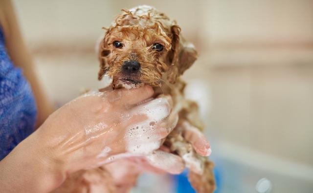 正在洗澡的泰迪犬