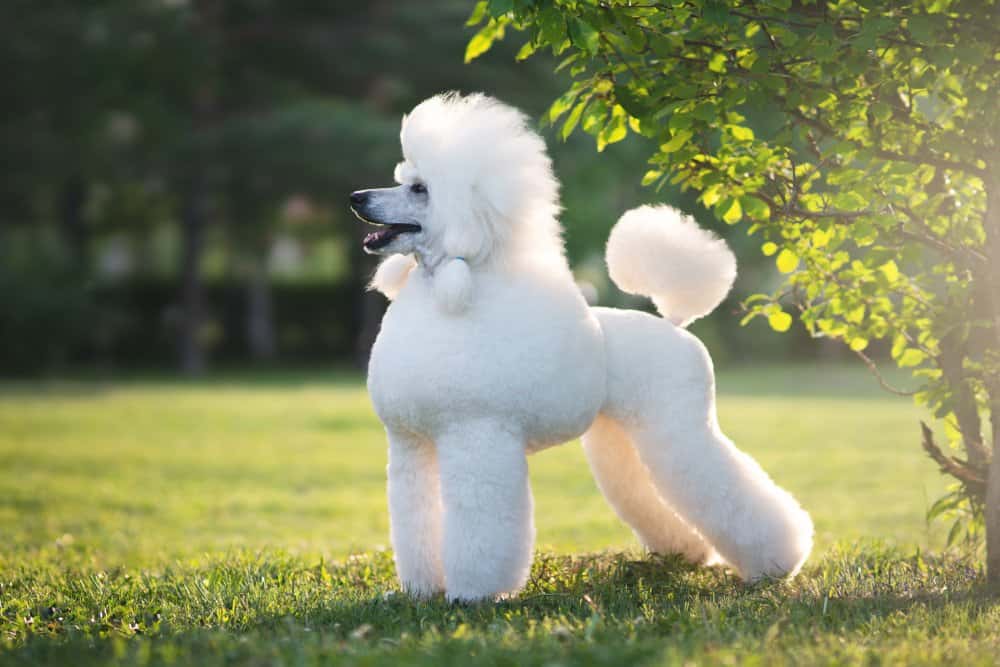 毛发吹干后的白色泰迪犬