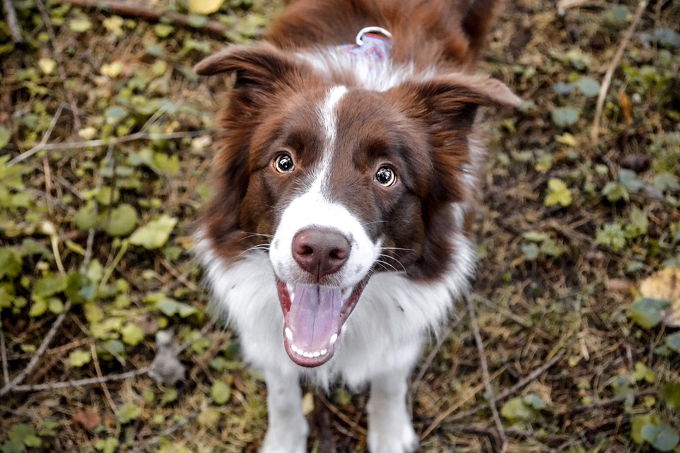 边境牧羊犬容易生病吗？