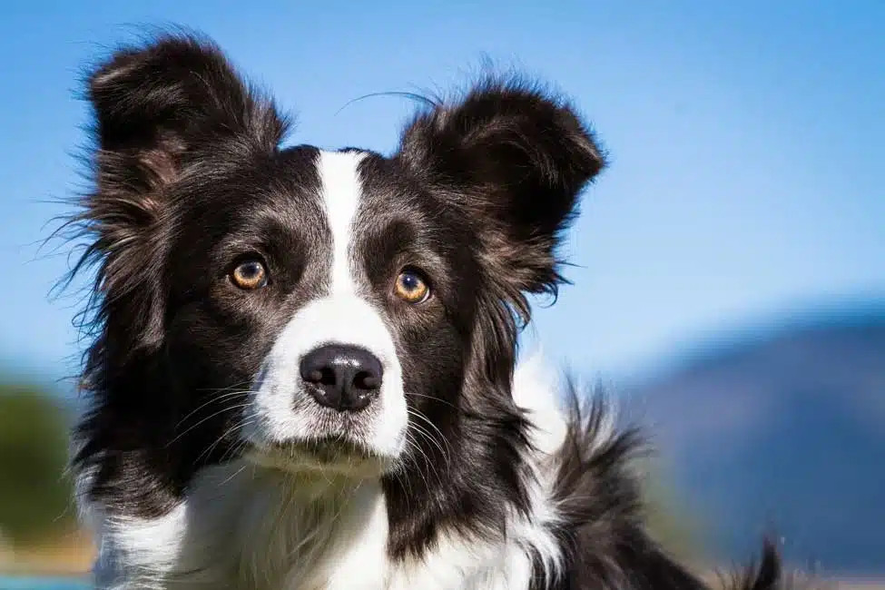 眼部健康的边境牧羊犬