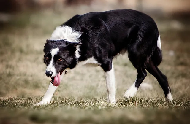 边境牧羊犬的攻击性强吗？