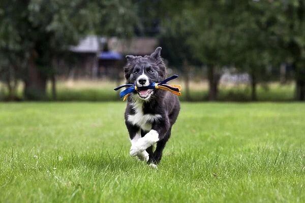 捡东西回来的边境牧羊犬