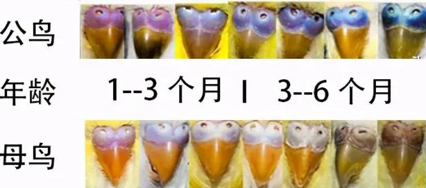 虎皮鹦鹉公鸟与母鸟不同年龄段鼻孔比较