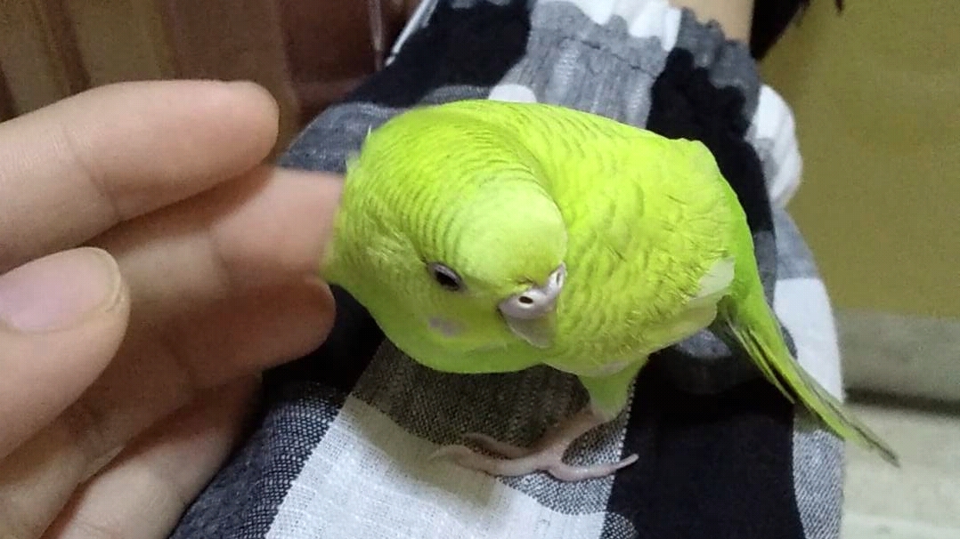 主人与虎皮鹦鹉互动