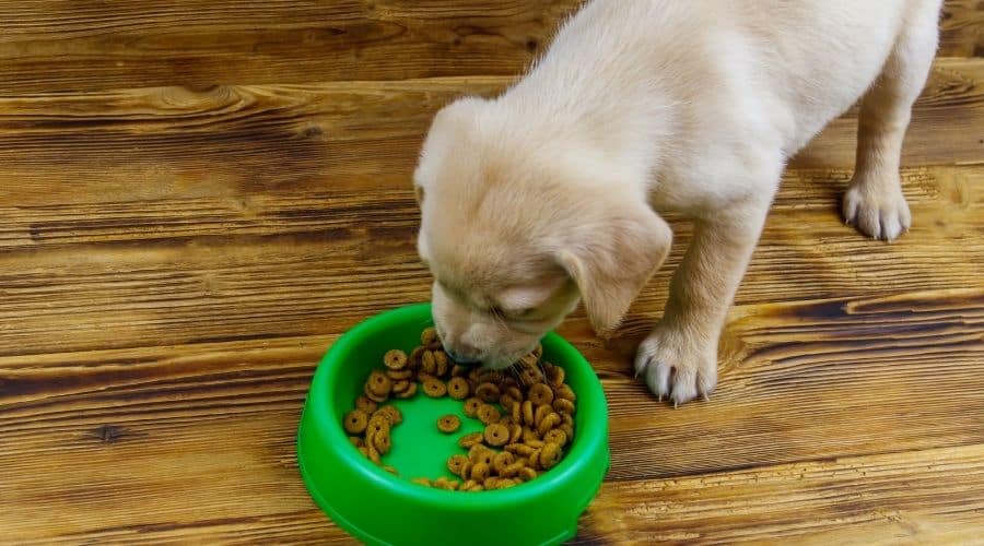 获得食物奖励的拉布拉多幼犬