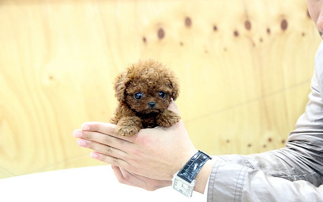 可爱的咖啡色茶杯犬