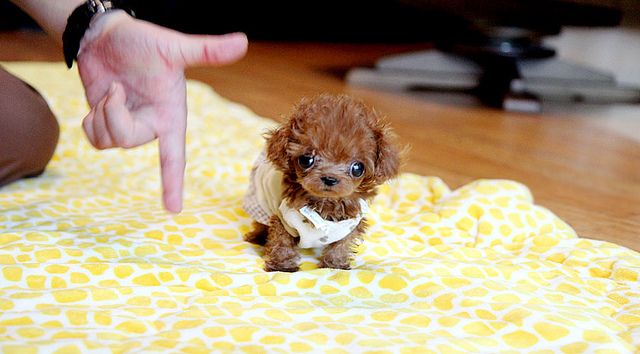 茶杯犬好不好养?