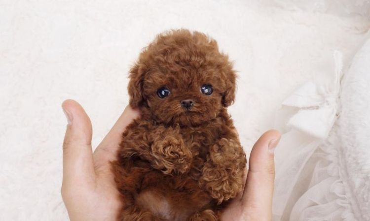 怎么训练茶杯犬不咬人？